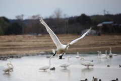 白鳥　　　IMG_0542.JPGa