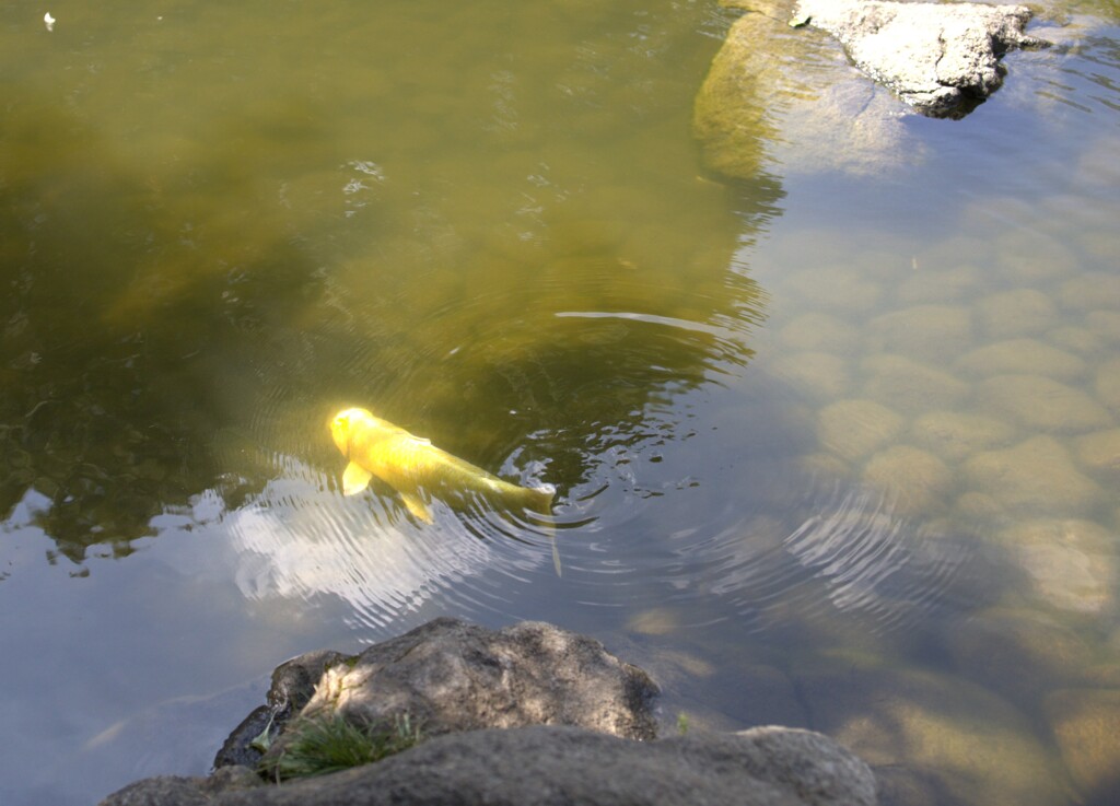 ますます光り輝いて