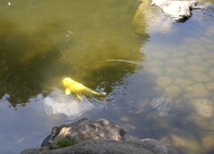 ますます光り輝いて