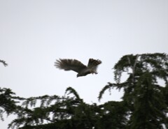 長～～～いこと動かなかったのに・・・いきなりの飛び立ち！