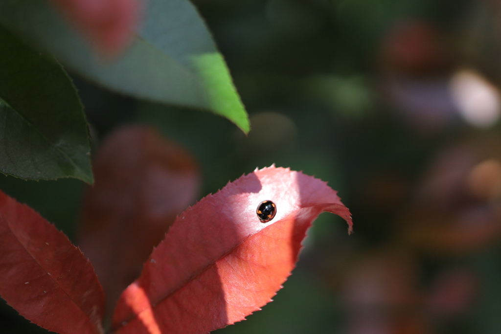 オウムの目？
