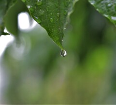 雨の日の散歩続き⓵　プルプルプルプル