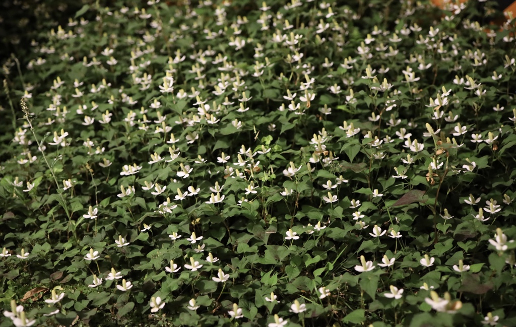 ドクダミの森②