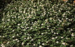 ドクダミの森②