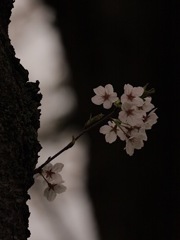 ちょっと　背景の2種の冒険