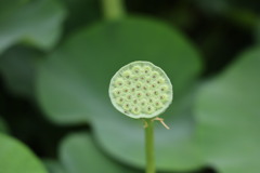 大賀蓮の種　　　　　　　　　　　IMG_5659