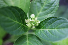 まだまだ蕾が・・