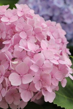 優しいピンク色　　一つの花壇にたくさんアジサイが