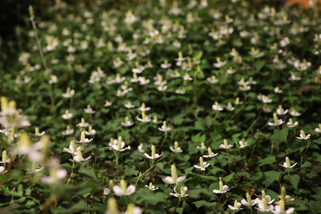 どくだみの森①