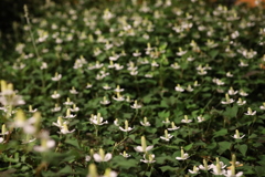 どくだみの森①