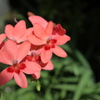 小さくとも可憐な花　（ヒメヒオウギ）