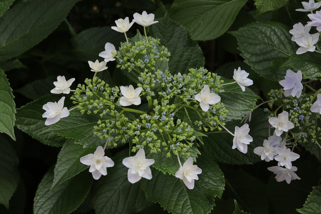 すこ～し紫が目に留まる　　一つの花壇にたくさんアジサイが