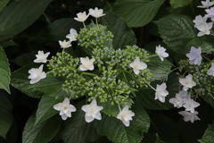 すこ～し紫が目に留まる　　一つの花壇にたくさんアジサイが