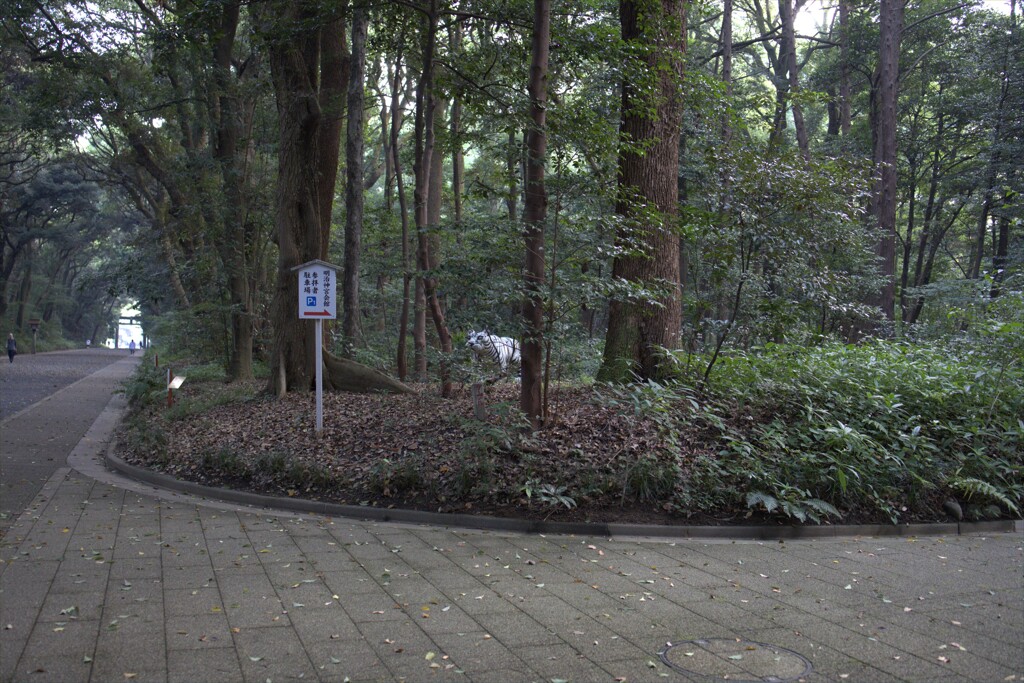 明治神宮でびっくり