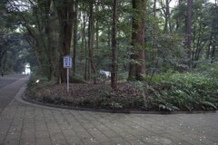 明治神宮でびっくり