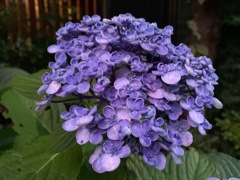 今日出会ったお花たち①