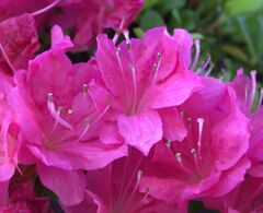 蜜のアンテナ 蜜のアンテナ