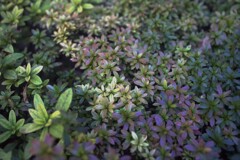 ツツジさつきの群生地のマンション発見