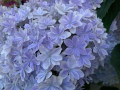 今日出会ったお花たち①のアップ