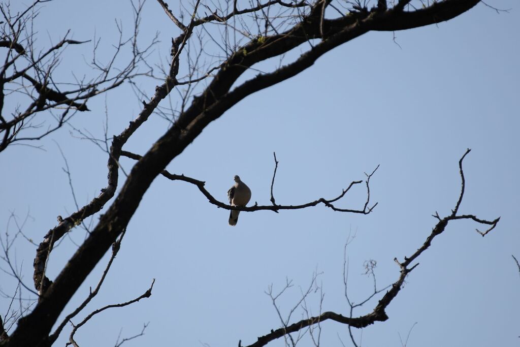 どなたかな？　日向ぼっこのハトさんでした。