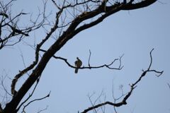 どなたかな？　日向ぼっこのハトさんでした。