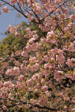 今日もお花見　ぼんぼん