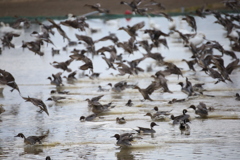 白鳥と鴨共存　　今だ！白鳥がいない！　　　　　　　　　IMG_0488