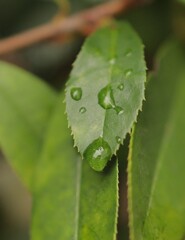 妙に気になる・・・雨上がりのしずく…落ちそうで落ちない・・⓵