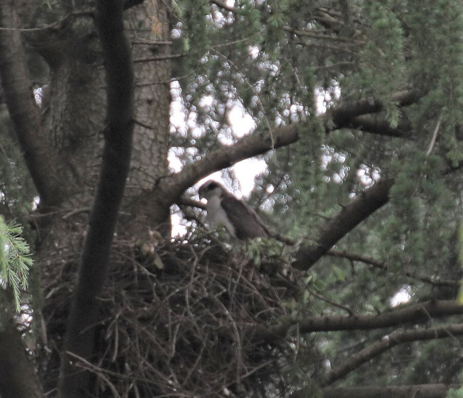 鷹の巣を初めて目視できた日！