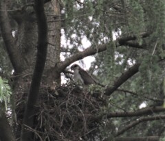 鷹の巣を初めて目視できた日！