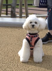 撮影？　カメラ目線でおすまししてくれたメルちゃんです(#^.^#)