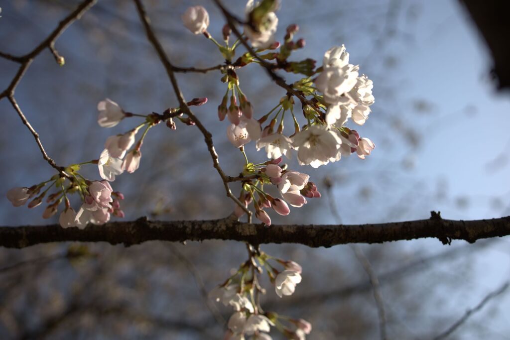 桜満開と聞いて出かけてみたよ！
