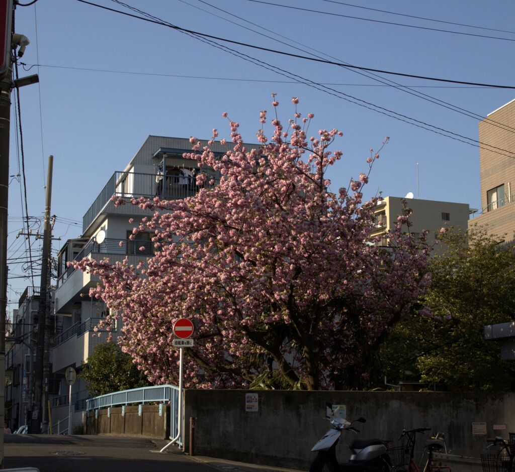 桜の全景・なんだかんだ撮りに行き～の