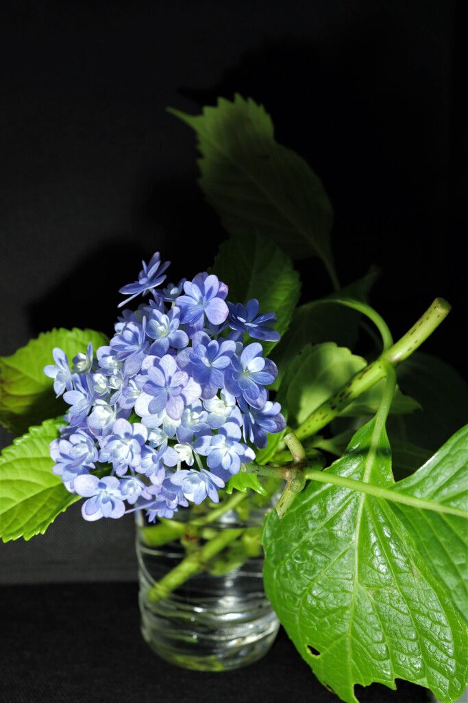 紫陽花挿し木　根っこが出てくれたらいいな！