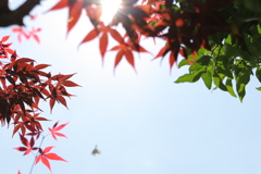 事件です！　映り込み！　犯人は鳥？　でしょうか？　空の葉っぱ③