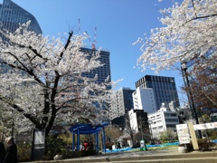 蔵出し写真 二年前の桜です IMG_20190403_125437