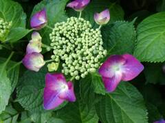 額 今日出会ったお花たち③ 額 今日出会ったお花たち③