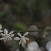 オリヅルランの花　②