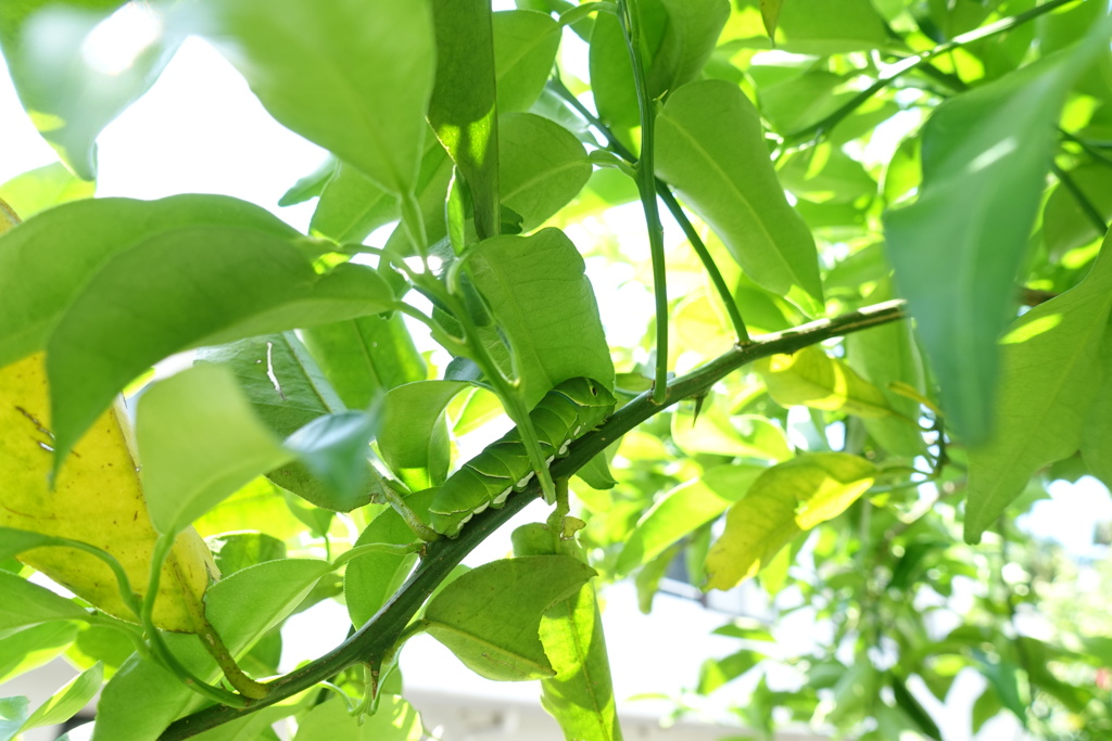 日陰には・・・