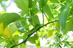 日陰には・・・