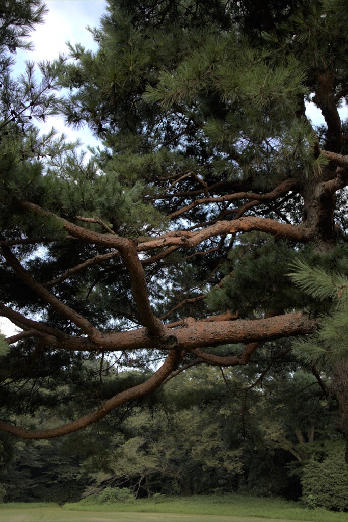 神宮の杜つづき⑤　迫力の松