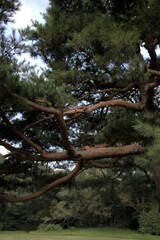 神宮の杜つづき⑤　迫力の松