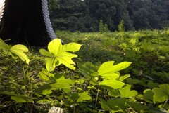 神宮の杜つづき⑦　朝陽を浴びて