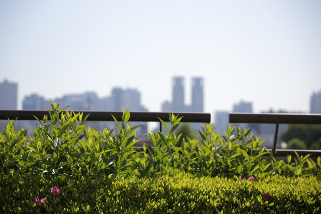 初撮り練習①　～都庁を望む