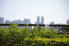 初撮り練習①　～都庁を望む