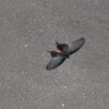 色んなものが飛んでくるぞ～お家にへばりつき撮影⓵