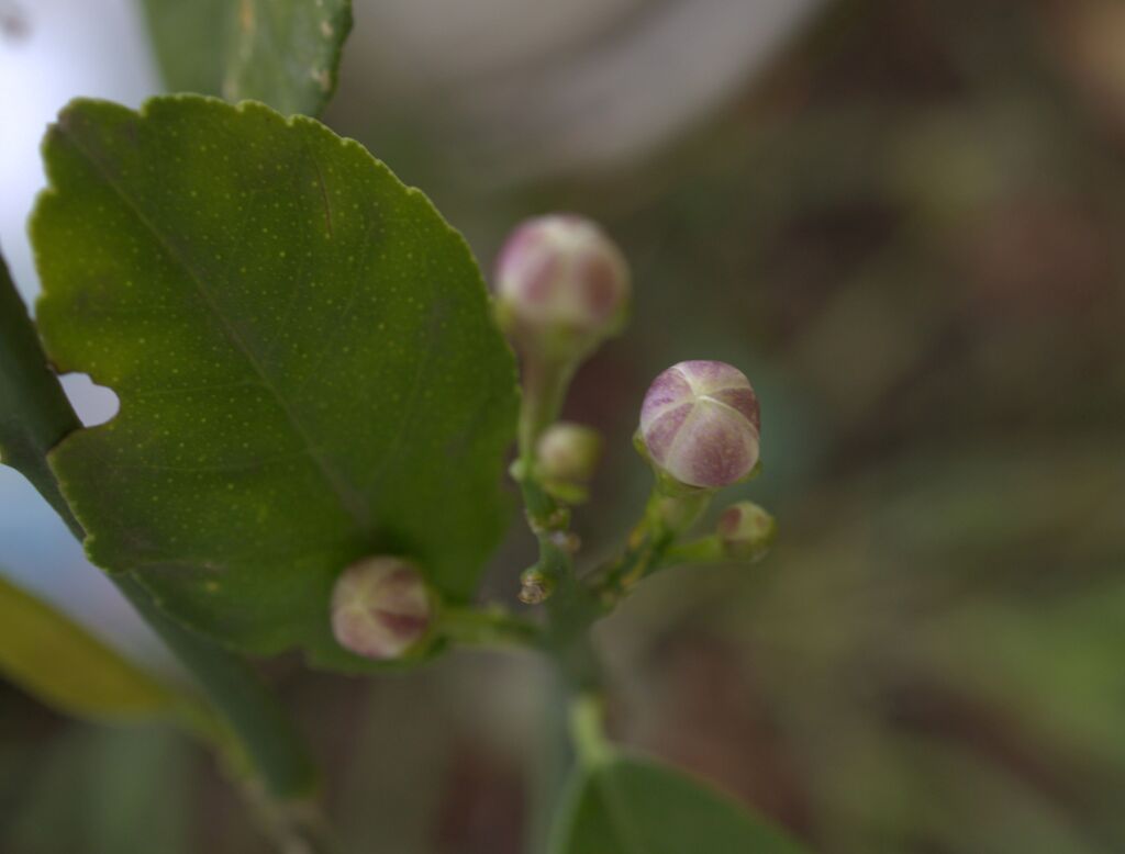 ピンぼけ写真2　別名ライムの蕾