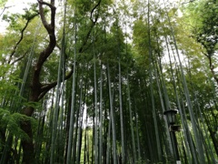神社の中の竹林