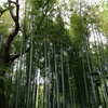 神社の中の竹林