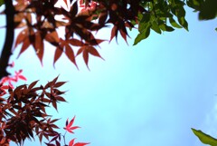今日は”空の葉っぱ”が撮りたくて②